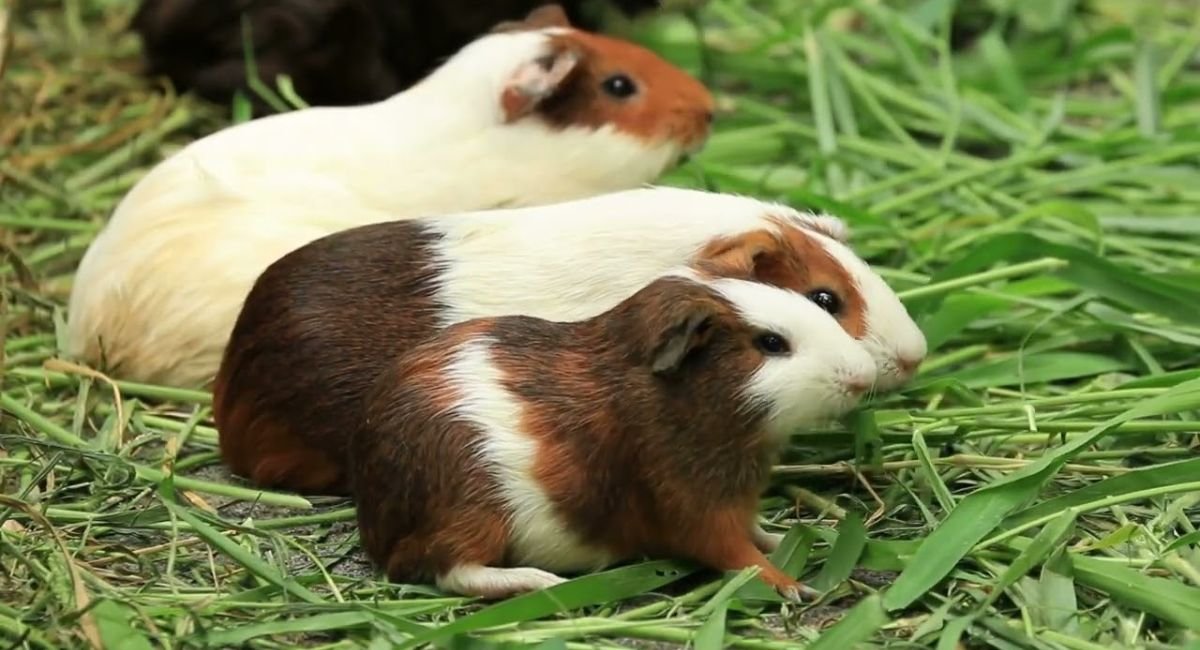 most anxious animals in the world