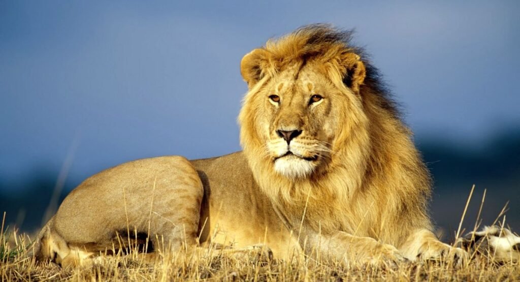 most patient animals on earth