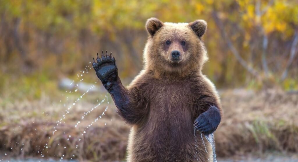 nature's cleanup animals