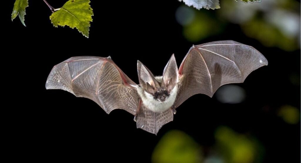 night time animals that whistle