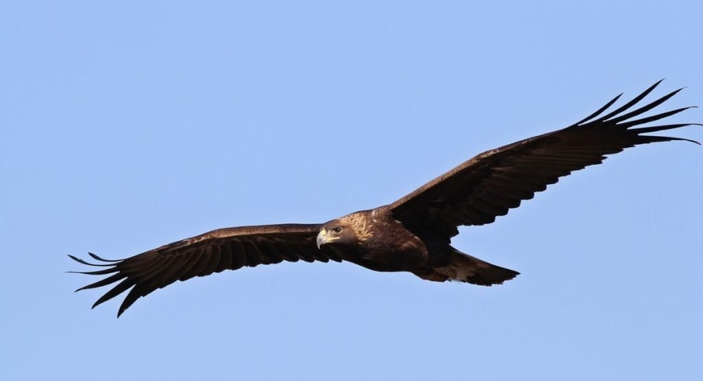 role of scavengers in ecosystem