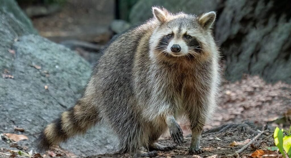 scavenger animals examples