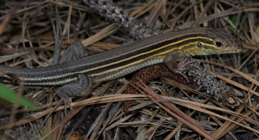 six-lined racerunner