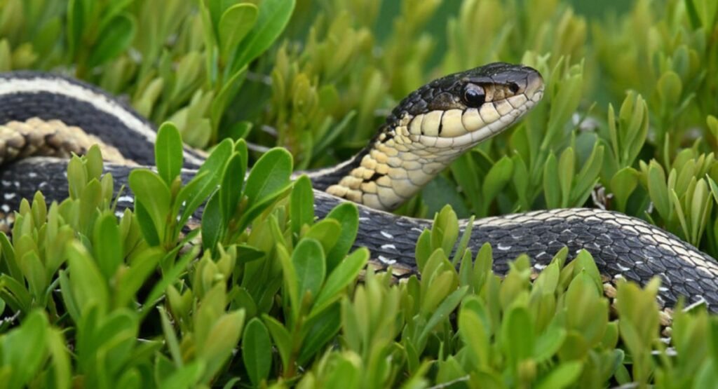 snake animal crossing