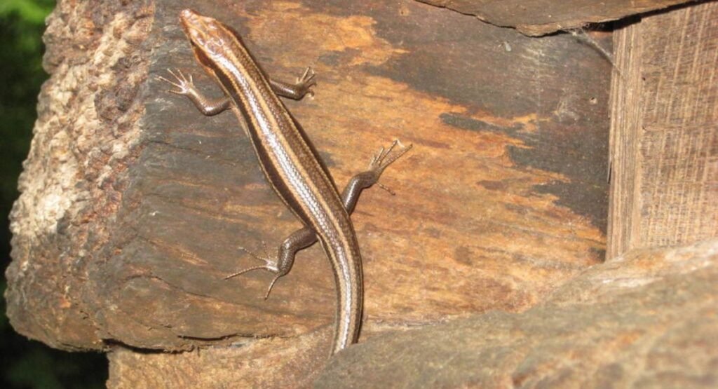 southeastern five-lined skink