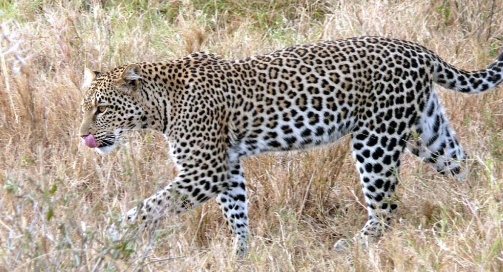 stealthiest animals