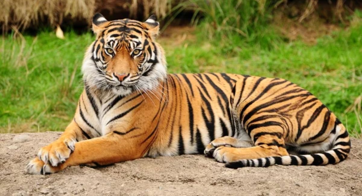 strongest animals in the world