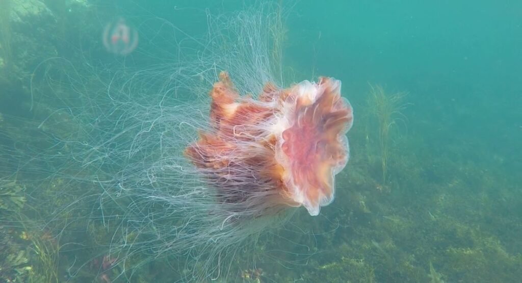 the biggest jellyfish in the world