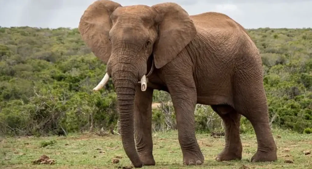 what do elephants eat