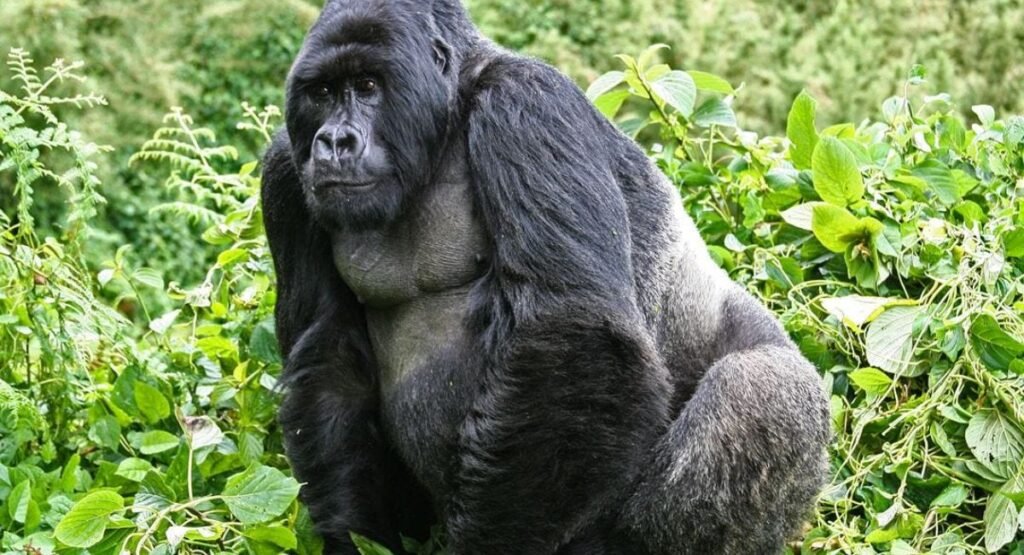 what do gorillas eat