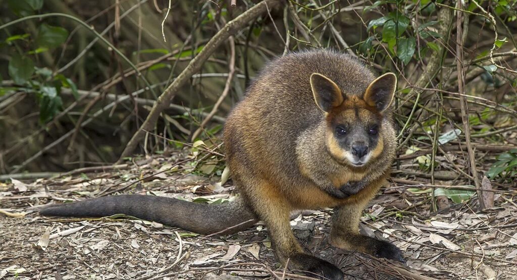 what do wallabies eat