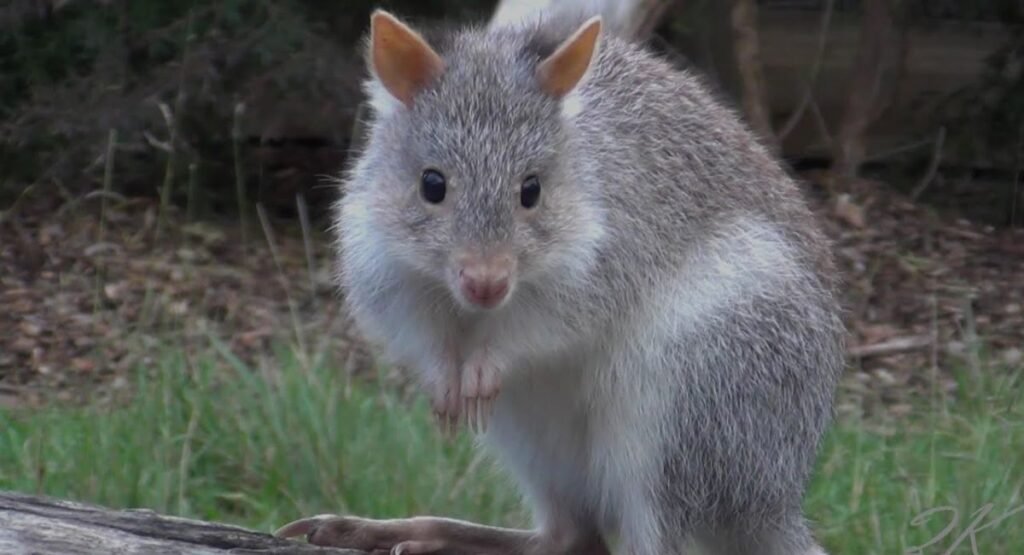 what eats kangaroo rats