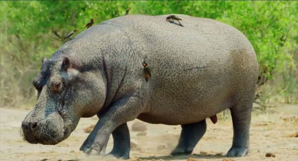 what mammals can't jump