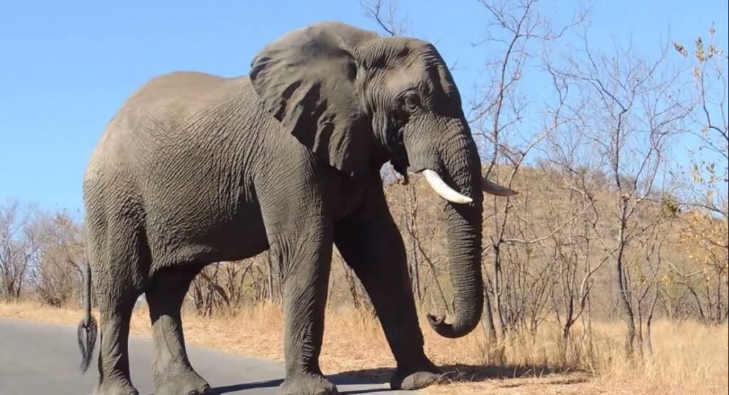 what's the most patient animal