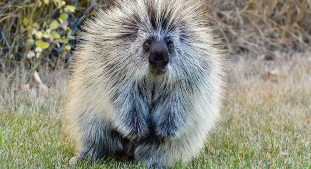 which mammals can't jump