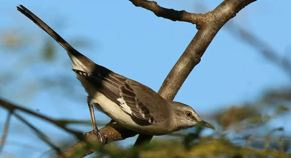 whistle animal sound