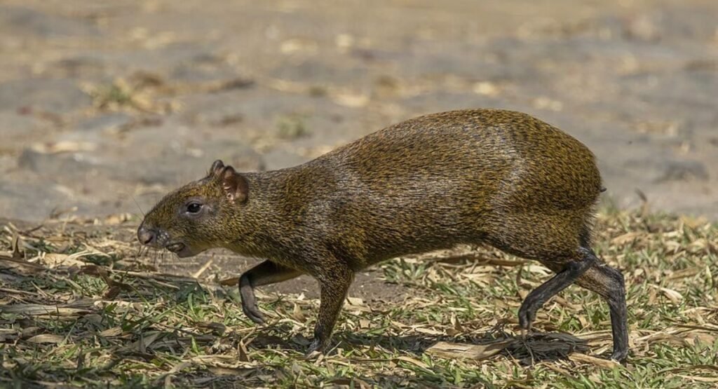 Agouti animals like capybara
