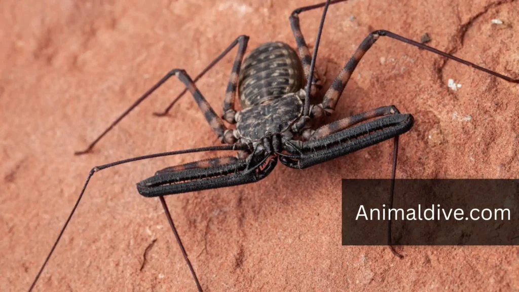 Animals Born Without Tails