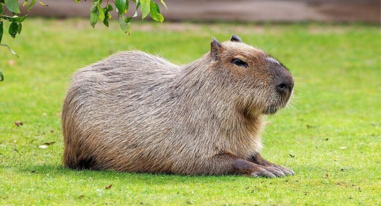 Animals That Look Like Capybara