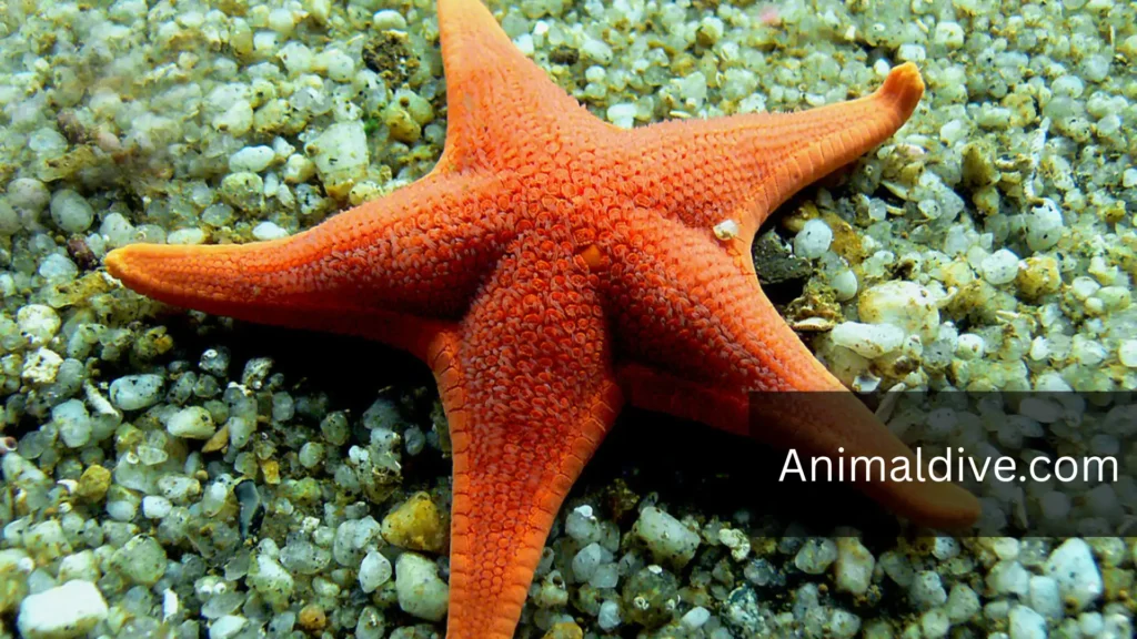 Animals With Short or No Tails