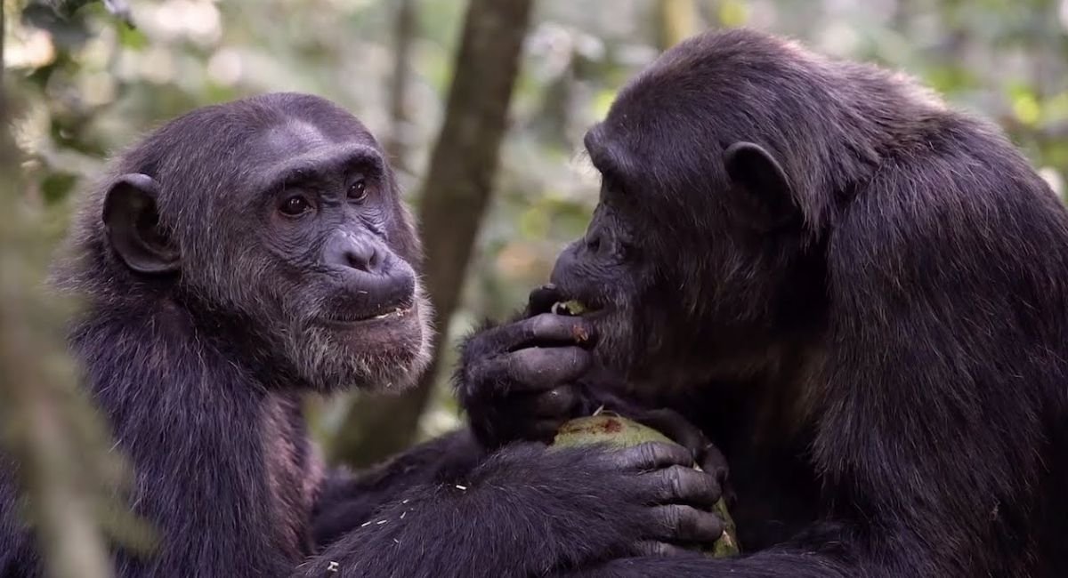 Animals Without Tails