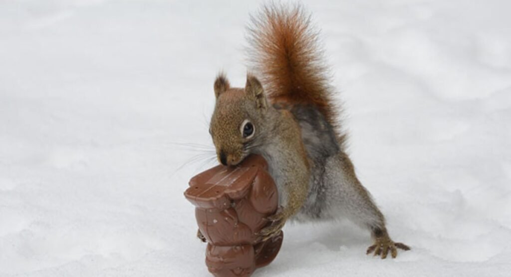 Can Squirrels Eat Chocolate