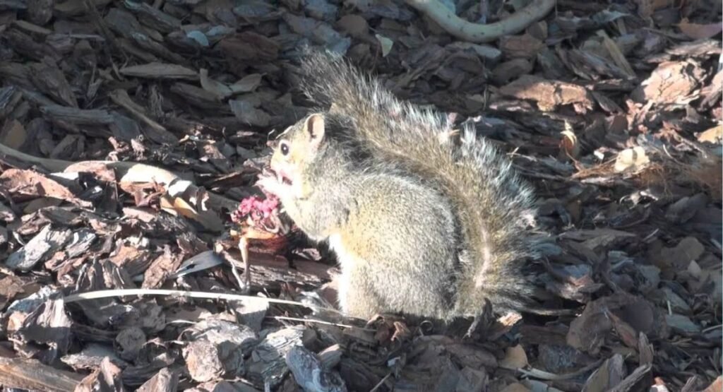 Do Squirrels Eat Birds