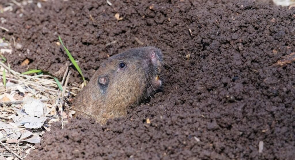 Gopher animals like capybara