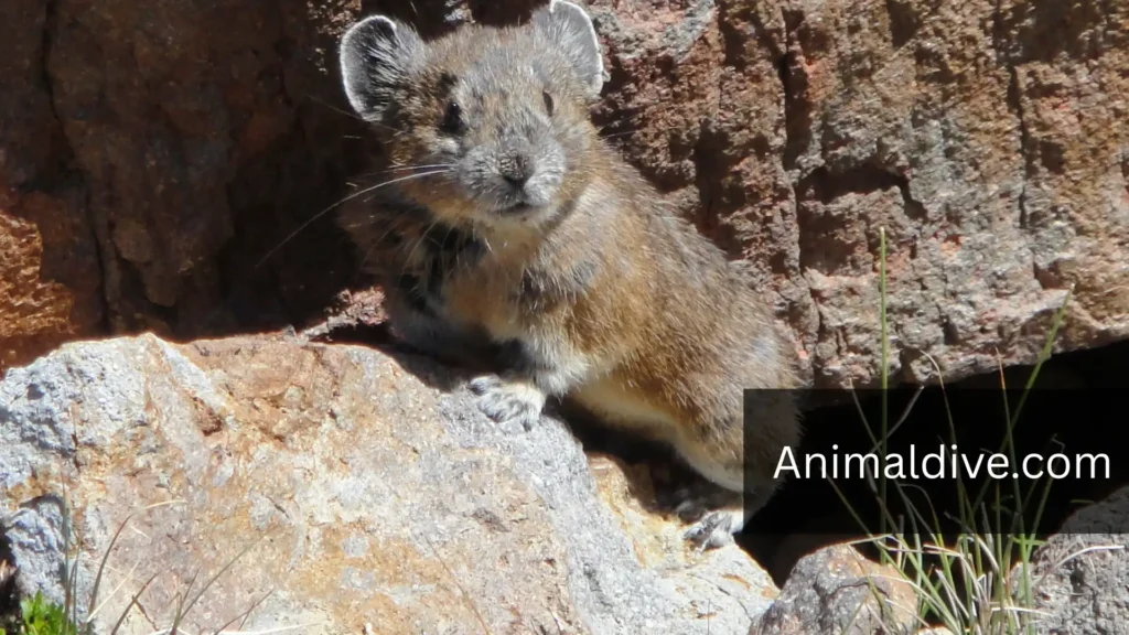 Mammals Without Tails