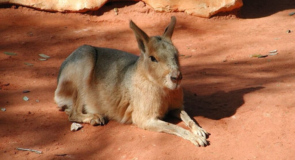 Mara animals like capybara