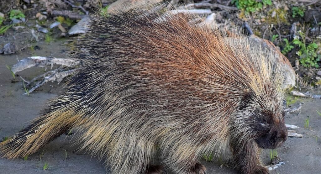 Porcupine animals like capybara
