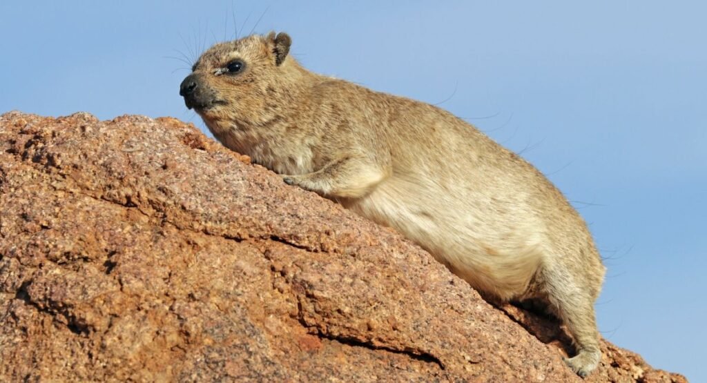 Rock Hyrax animals like capybara