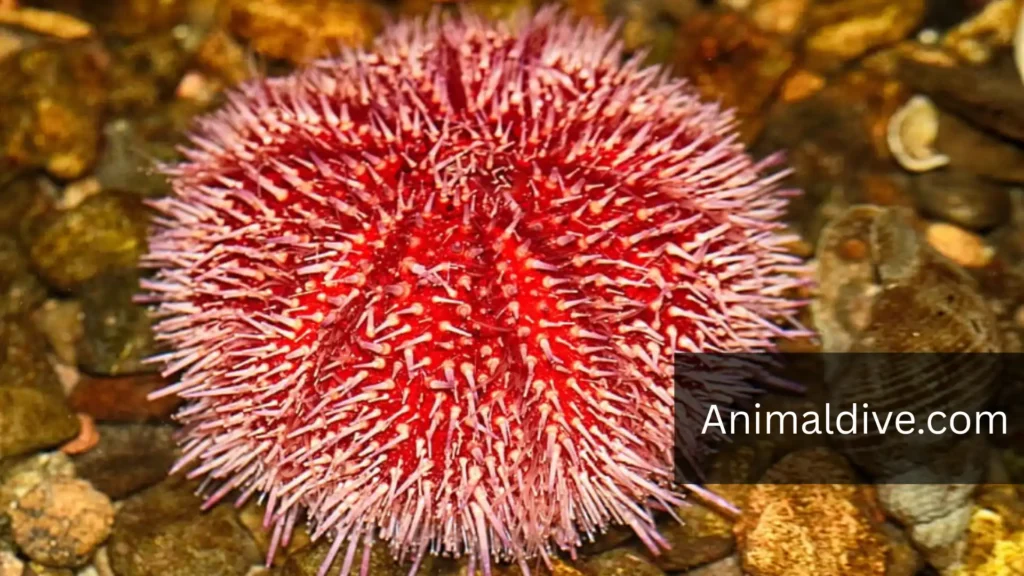 Tail-Free Animals