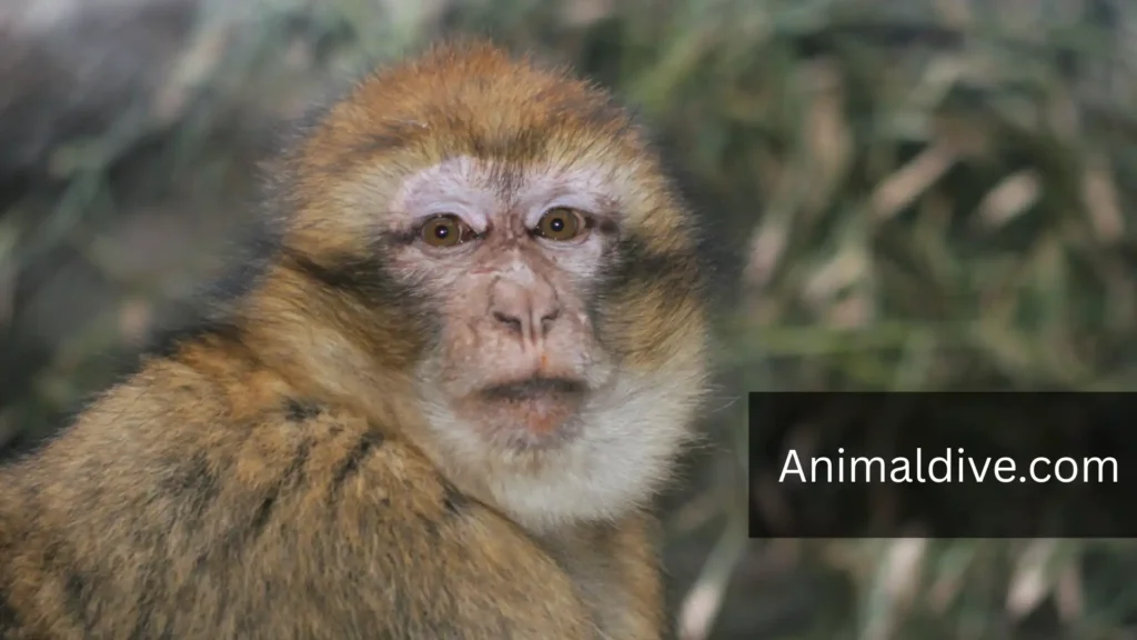 What Animal Doesn't Have a Tail
