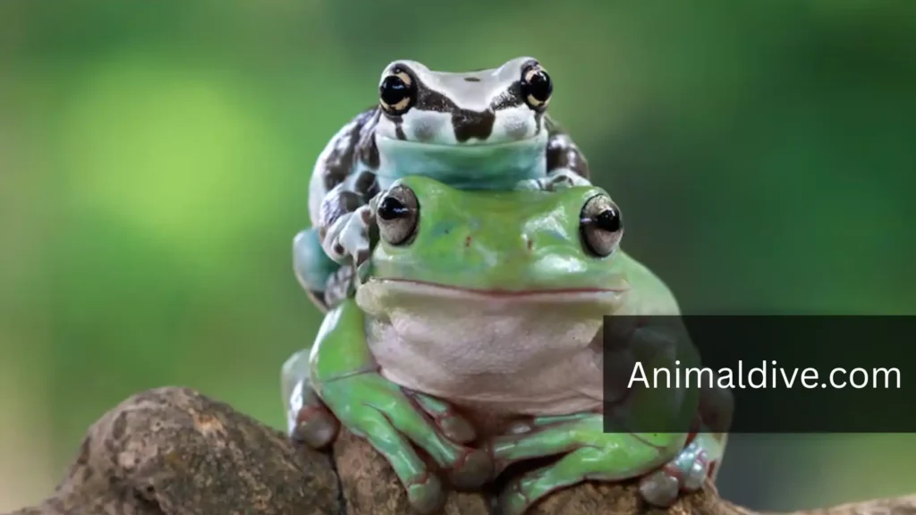 What Animals Don't Have Tails