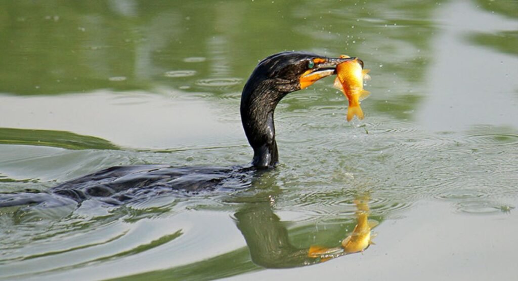 What Do Cormorants Eat
