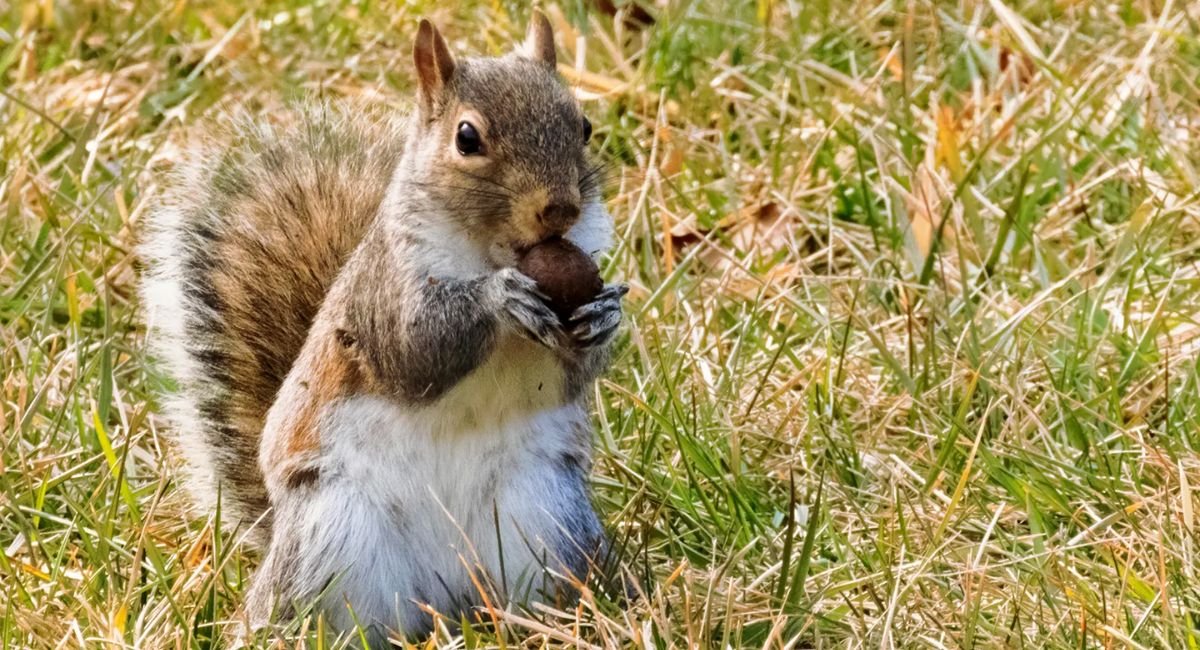 What do squirrels eat