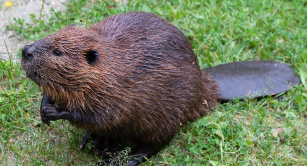 animals similar to capybara