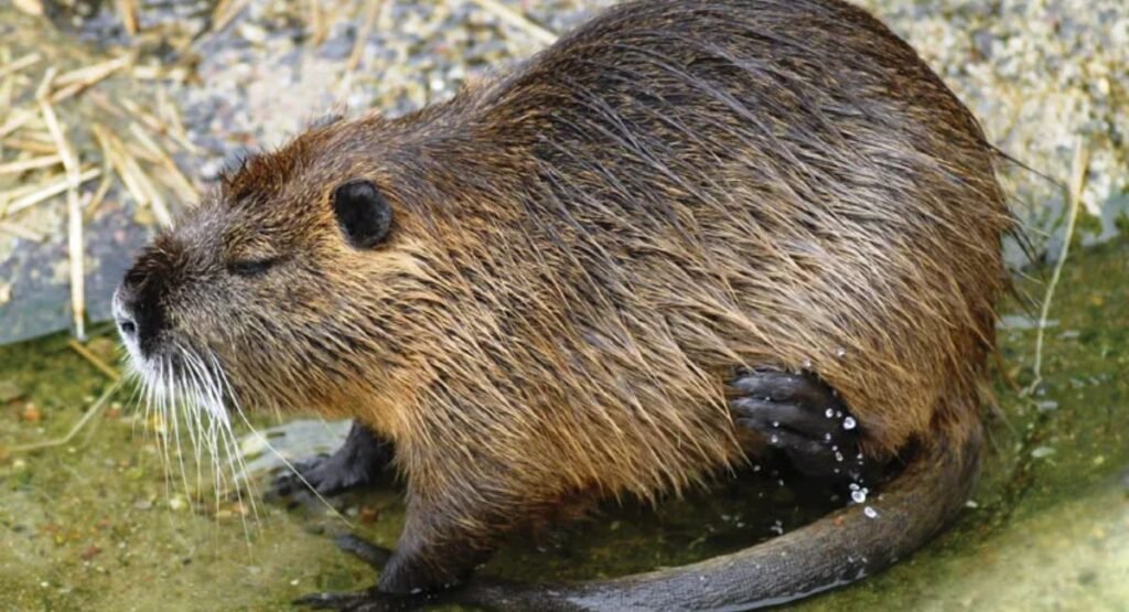 animals that look like capybara but aren't