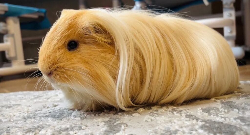 animals without tails list