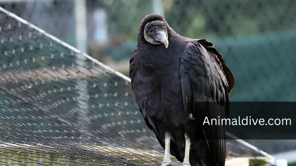 are there vultures in michigan
