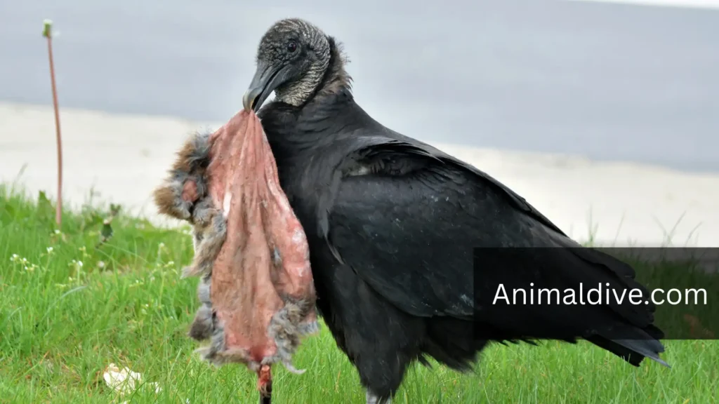 black vulture vs turkey vulture