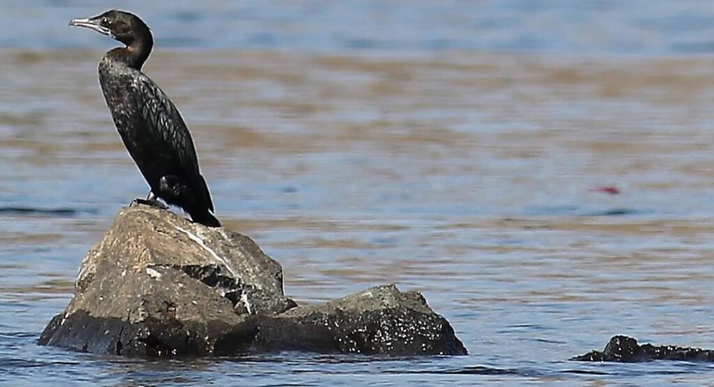 can you shoot cormorants in michigan