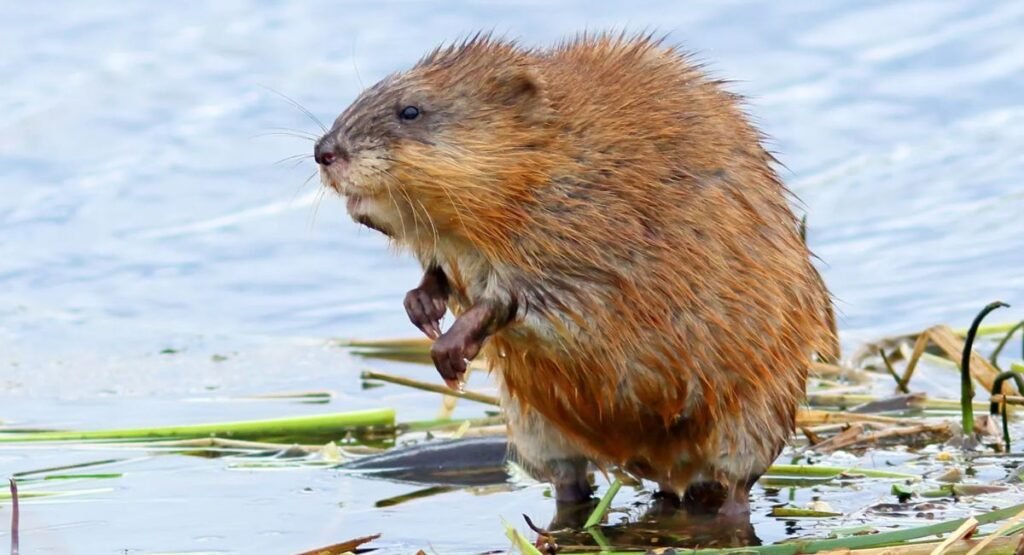 elongated muskrat