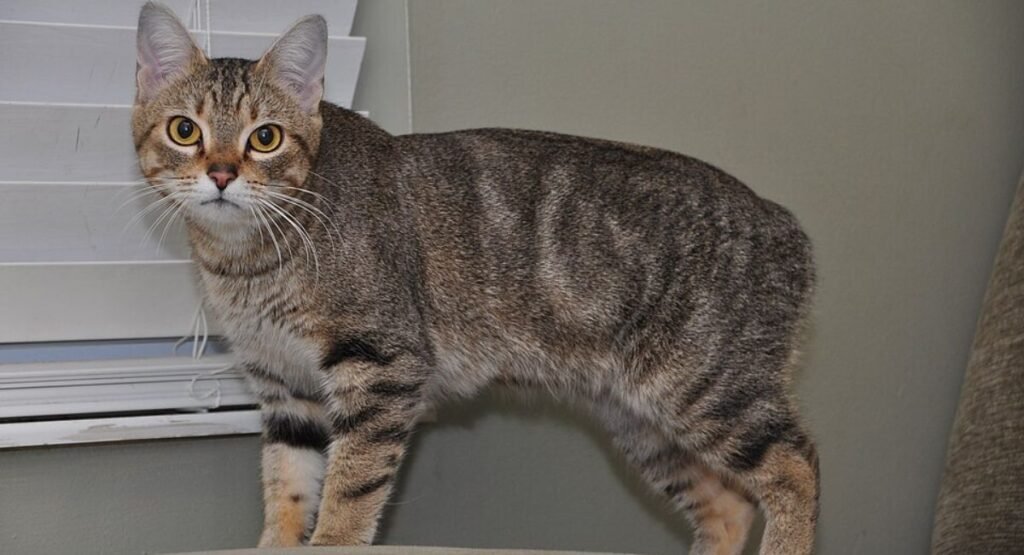 land animals without tails