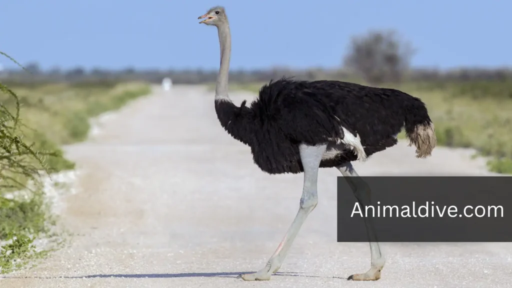 most powerful bird