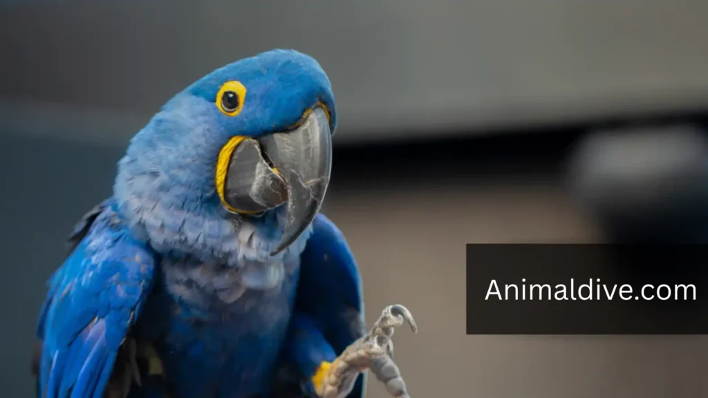 powerful birds