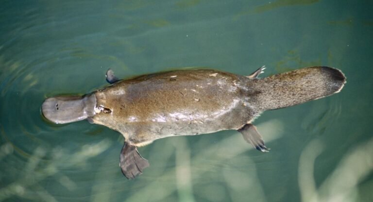 solitary animals in the world