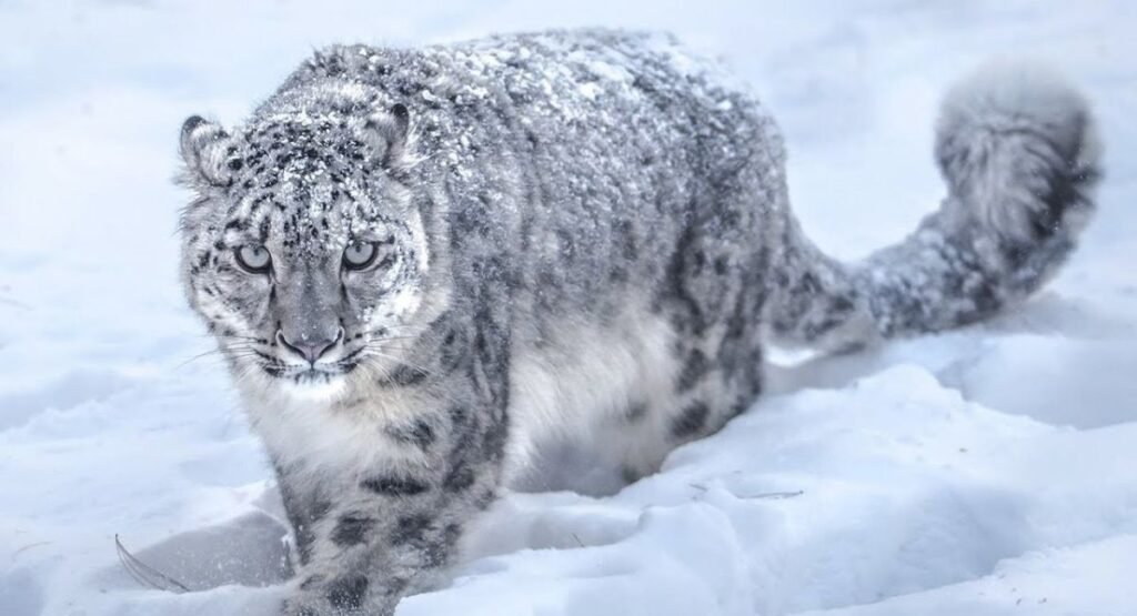 solitary animals list