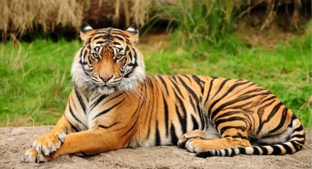 solitary animals meaning